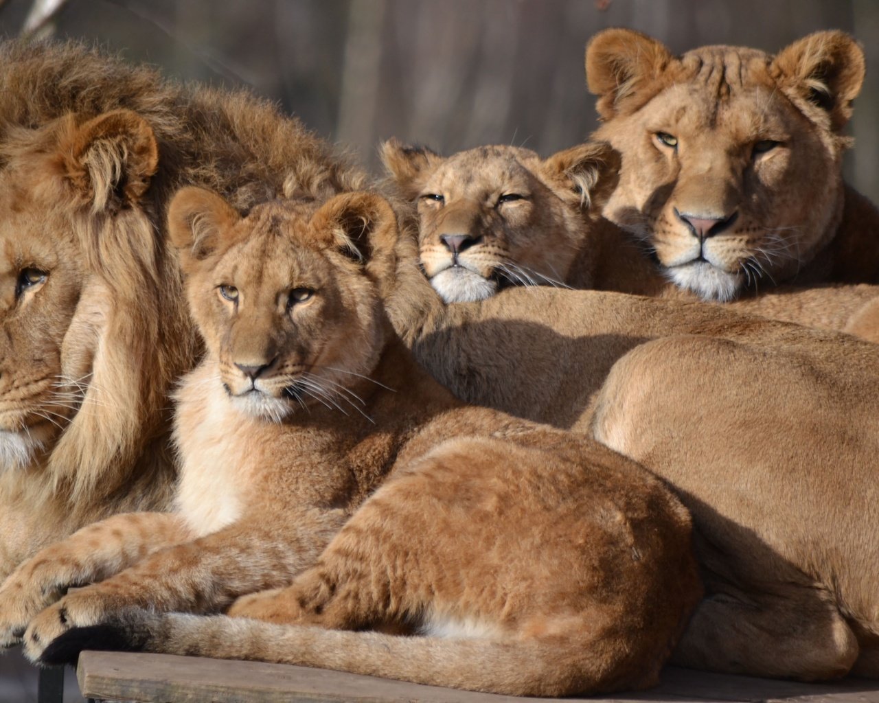 Обои семья, лев, львица, зоопарк, детеныши, большой кот, сафари, family, leo, lioness, zoo, cubs, big cat, safari разрешение 4068x2492 Загрузить