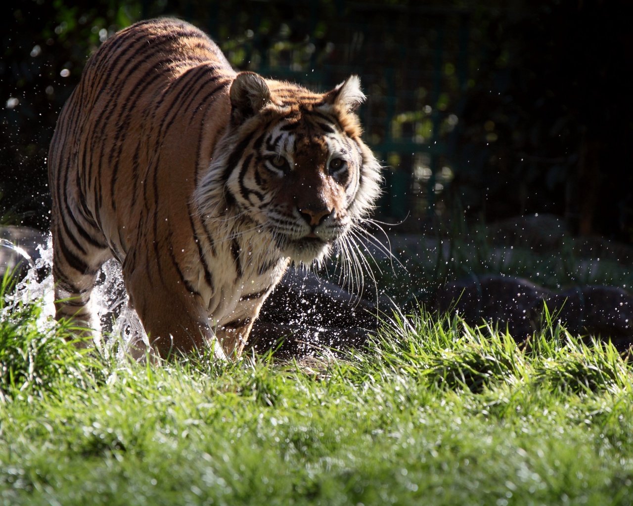 Обои тигр, морда, трава, вода, усы, взгляд, хищник, животное, tiger, face, grass, water, mustache, look, predator, animal разрешение 3840x2400 Загрузить