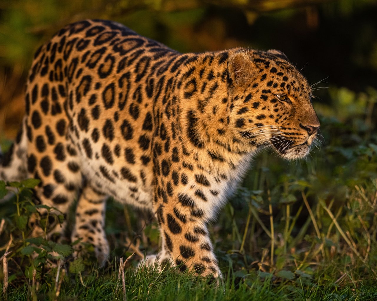 Обои трава, леопард, дикая кошка, grass, leopard, wild cat разрешение 2112x1188 Загрузить