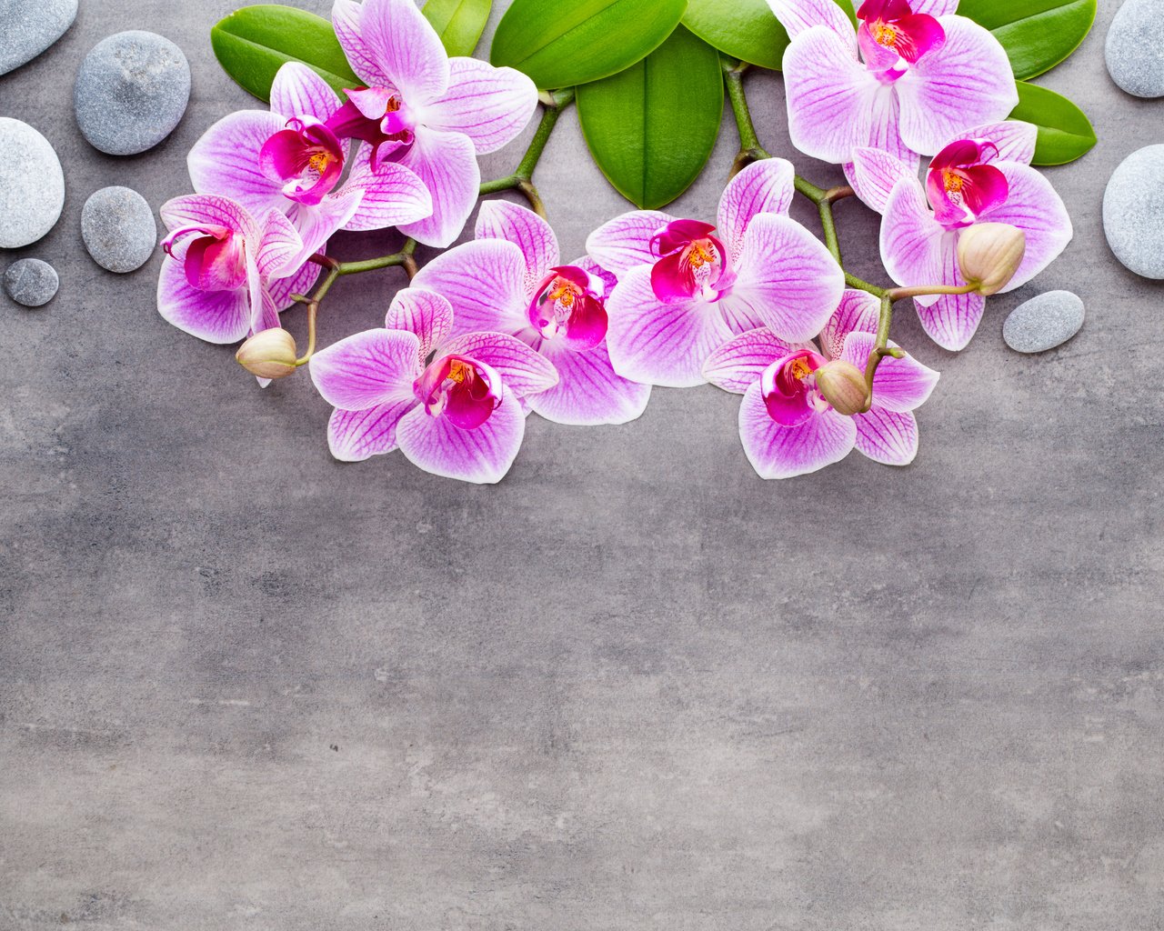 Обои камни, серый фон, розовые цветы, орхидеи, stones, grey background, pink flowers, orchids разрешение 5426x3617 Загрузить