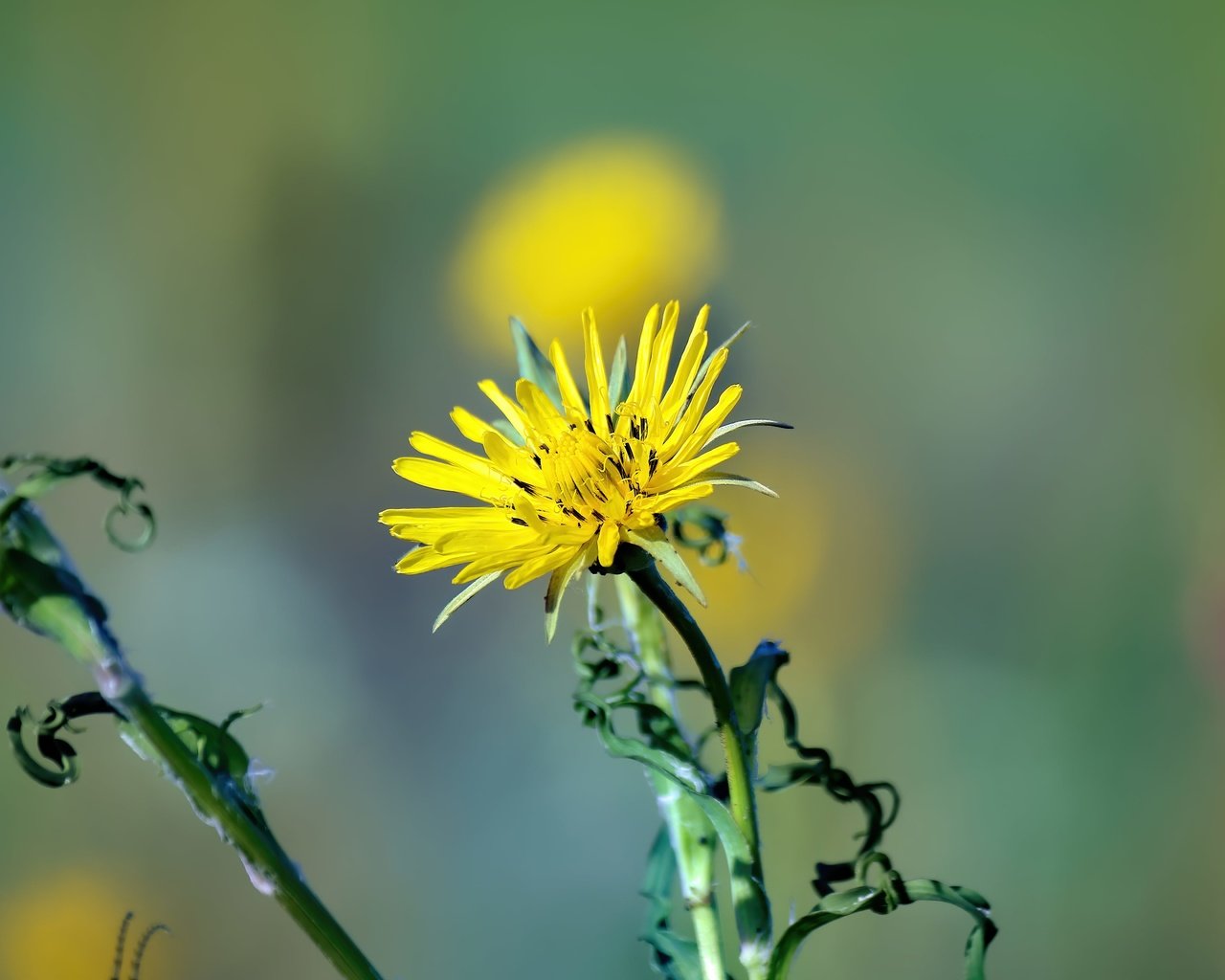 Обои цветок, лето, лепестки, flower, summer, petals разрешение 5184x3456 Загрузить