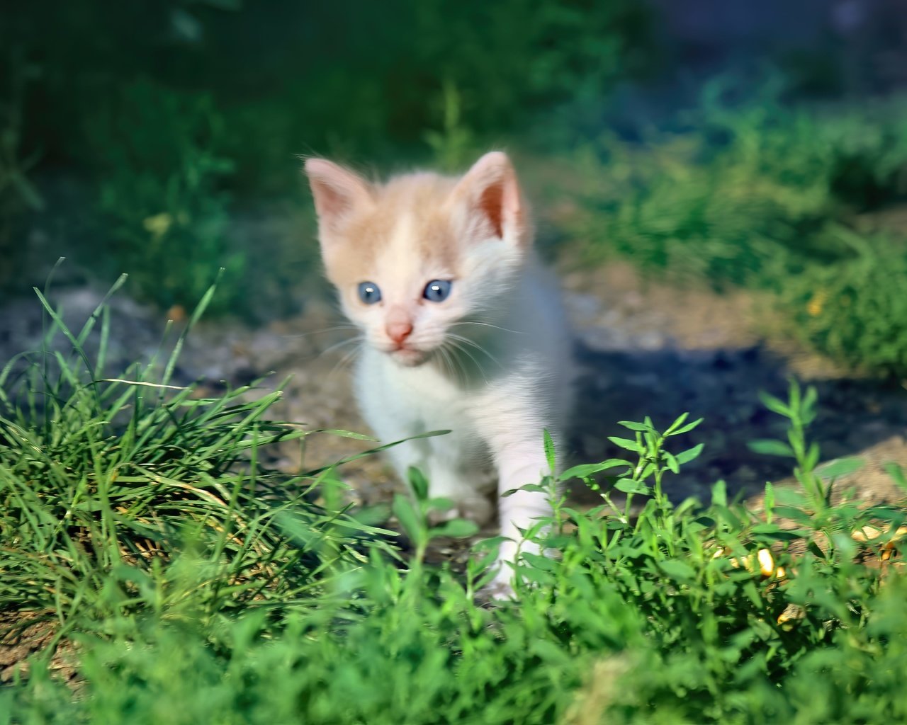 Обои трава, кот, мордочка, кошка, взгляд, котенок, grass, cat, muzzle, look, kitty разрешение 5184x3456 Загрузить