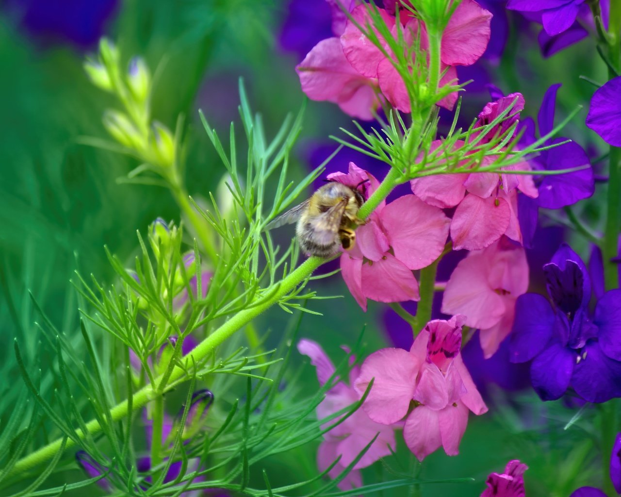 Обои насекомое, цветок, стебель, пчела, дельфиниум, insect, flower, stem, bee, delphinium разрешение 5184x3456 Загрузить