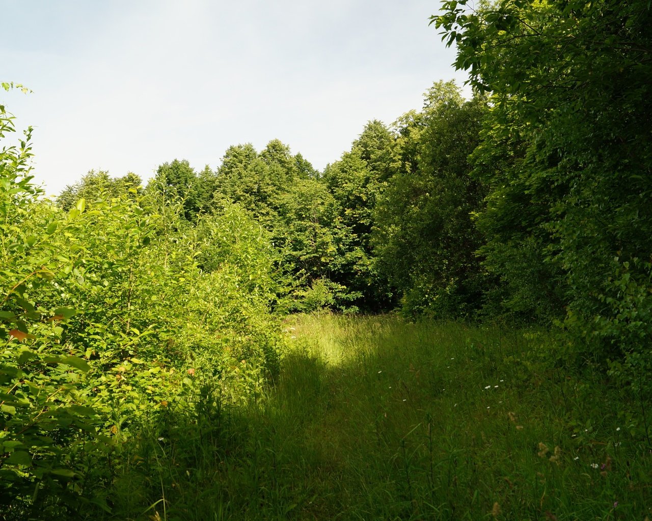 Обои трава, деревья, природа, лето, grass, trees, nature, summer разрешение 3840x2160 Загрузить