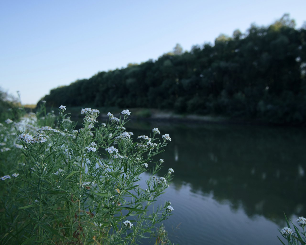 Обои цветы, река, природа, ромашки, flowers, river, nature, chamomile разрешение 6240x4160 Загрузить