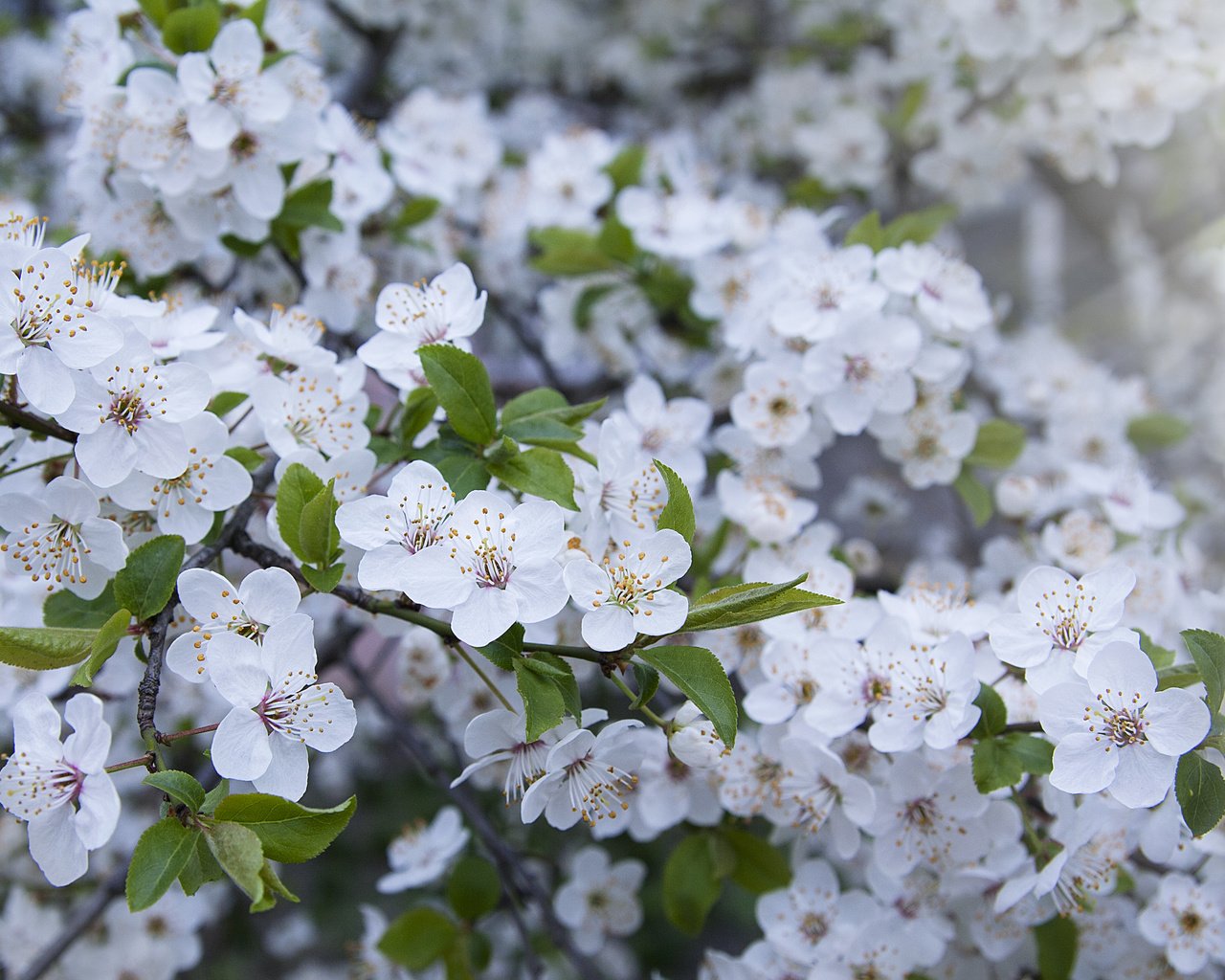 Обои весна, весенние, spring разрешение 4476x2316 Загрузить