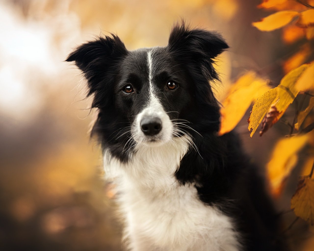 Обои морда, природа, листья, взгляд, осень, собака, бордер-колли, face, nature, leaves, look, autumn, dog, the border collie разрешение 2048x1365 Загрузить