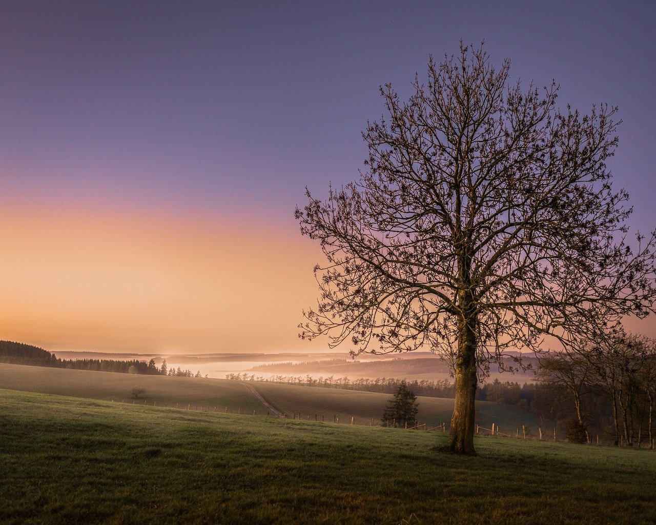 Обои небо, дерево, закат, поле, горизонт, the sky, tree, sunset, field, horizon разрешение 2048x1365 Загрузить