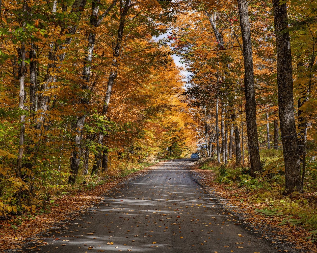 Обои дорога, деревья, природа, лес, осень, road, trees, nature, forest, autumn разрешение 3840x2160 Загрузить