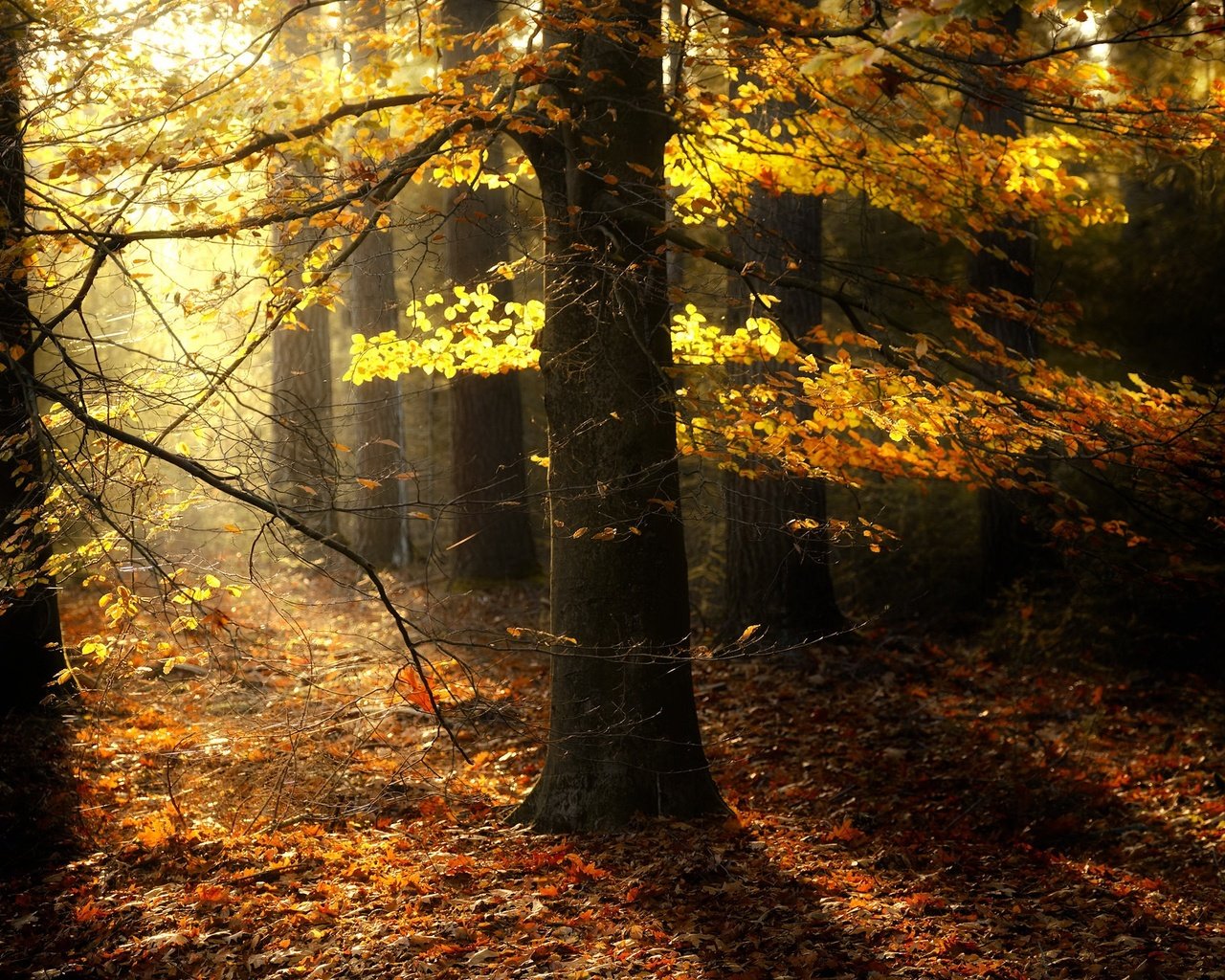 Обои деревья, природа, лес, листва, осень, солнечный свет, trees, nature, forest, foliage, autumn, sunlight разрешение 2048x1365 Загрузить