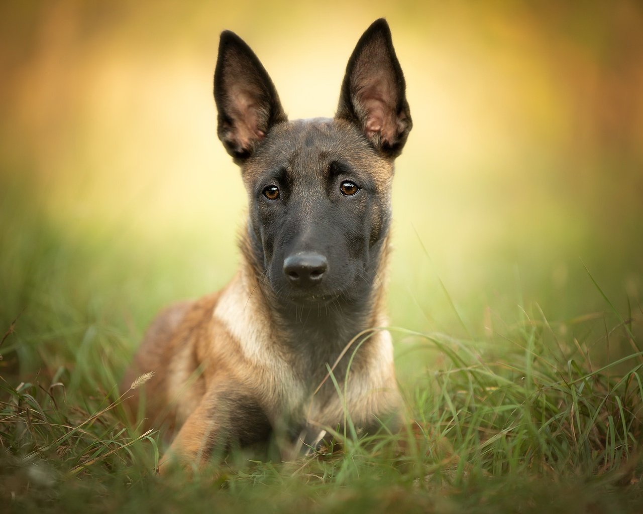 Обои трава, собака, щенок, друг, малинуа, бельгийская овчарка, grass, dog, puppy, each, malinois, belgian shepherd разрешение 2048x1366 Загрузить