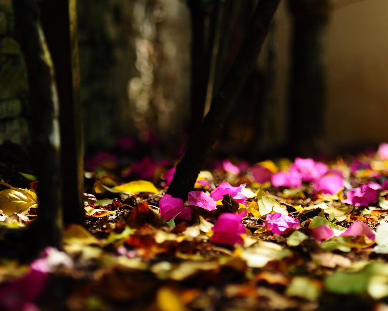 Обои цветы, листья, размытость, боке, flowers, leaves, blur, bokeh разрешение 1920x1080 Загрузить