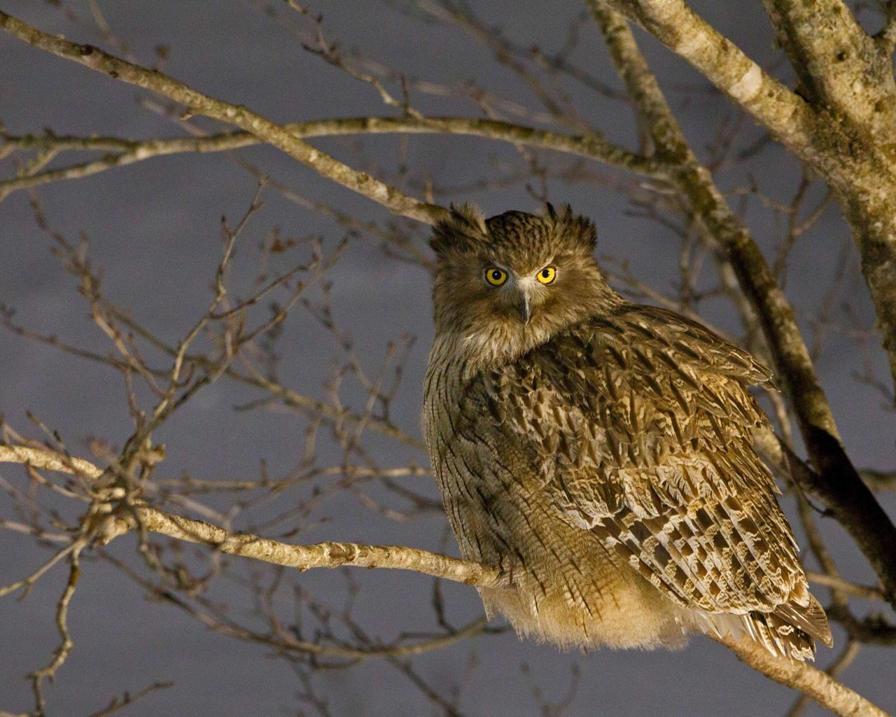 Обои япония, птица, japan, bird разрешение 4458x2508 Загрузить