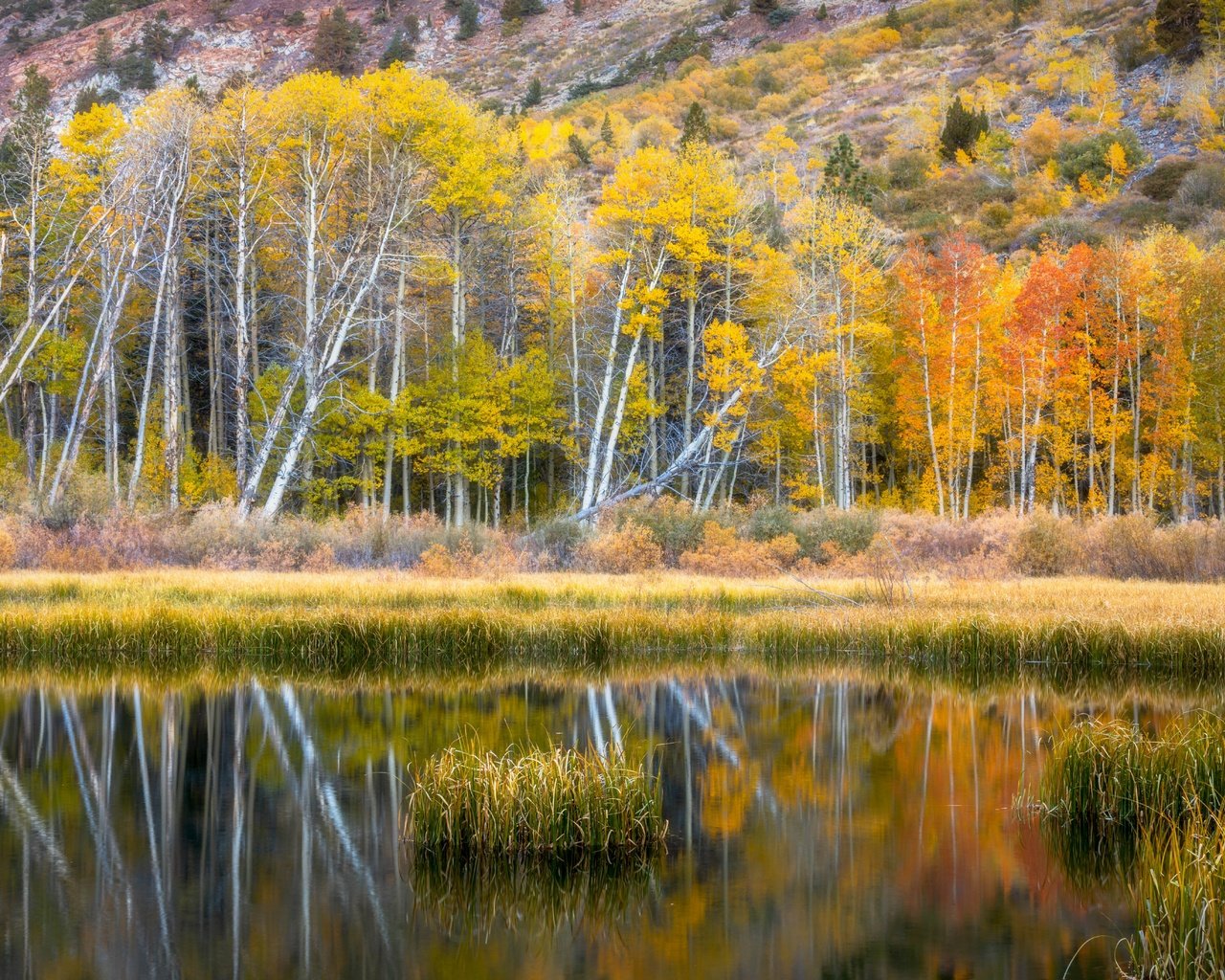 Обои берег, лес, отражение, осень, водоем, shore, forest, reflection, autumn, pond разрешение 6636x4428 Загрузить