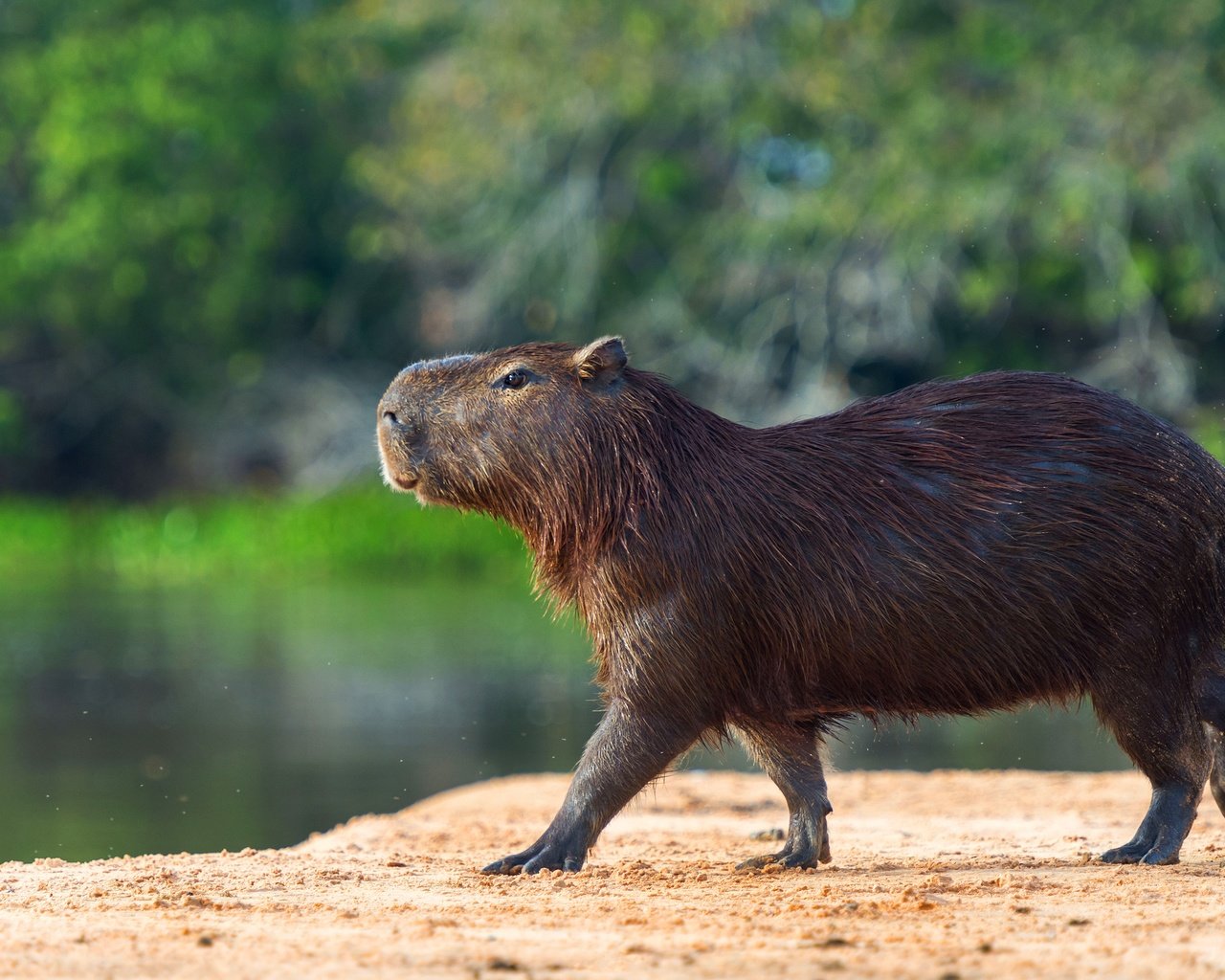 Обои берег, водоем, профиль, прогулка, капибара, shore, pond, profile, walk, the capybara разрешение 3840x2556 Загрузить