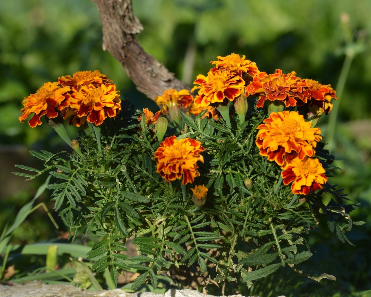 Обои цветы, бархатцы, flowers, marigolds разрешение 4911x3274 Загрузить