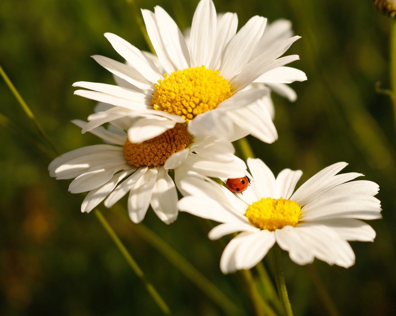 Обои цветы, божья коровка, ромашки, белые, боке, flowers, ladybug, chamomile, white, bokeh разрешение 2172x1448 Загрузить