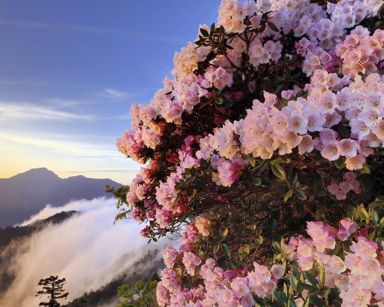 Обои цветы, горы, туман, кусты, розовые, азалия, рододендроны, flowers, mountains, fog, the bushes, pink, azalea, rhododendrons разрешение 3071x2050 Загрузить