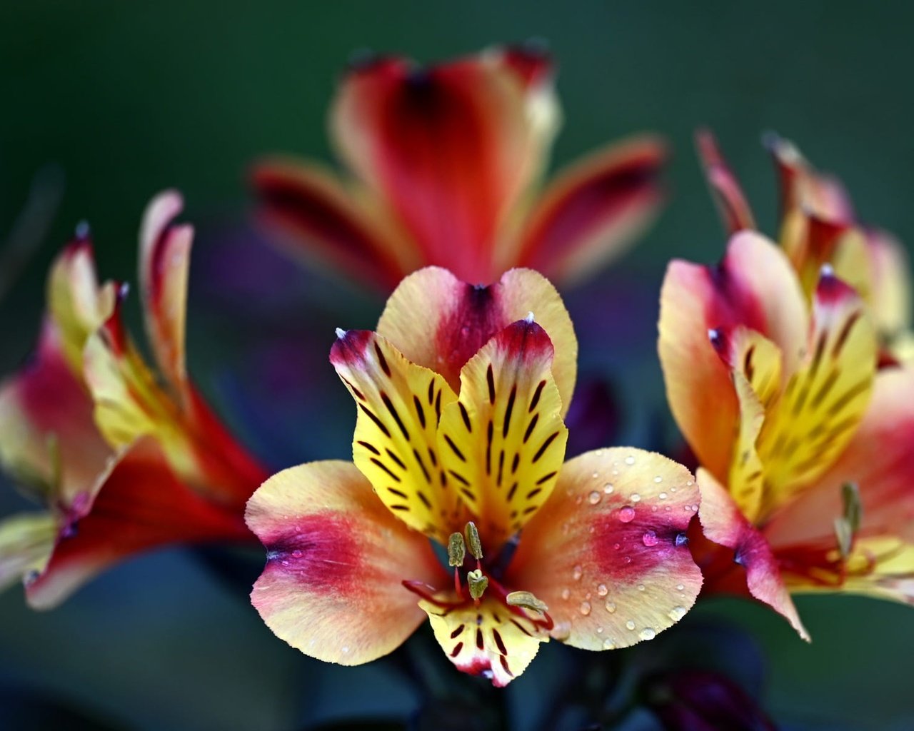 Обои цветы, капли, яркие, боке, альстромерия, flowers, drops, bright, bokeh, alstroemeria разрешение 2000x1198 Загрузить