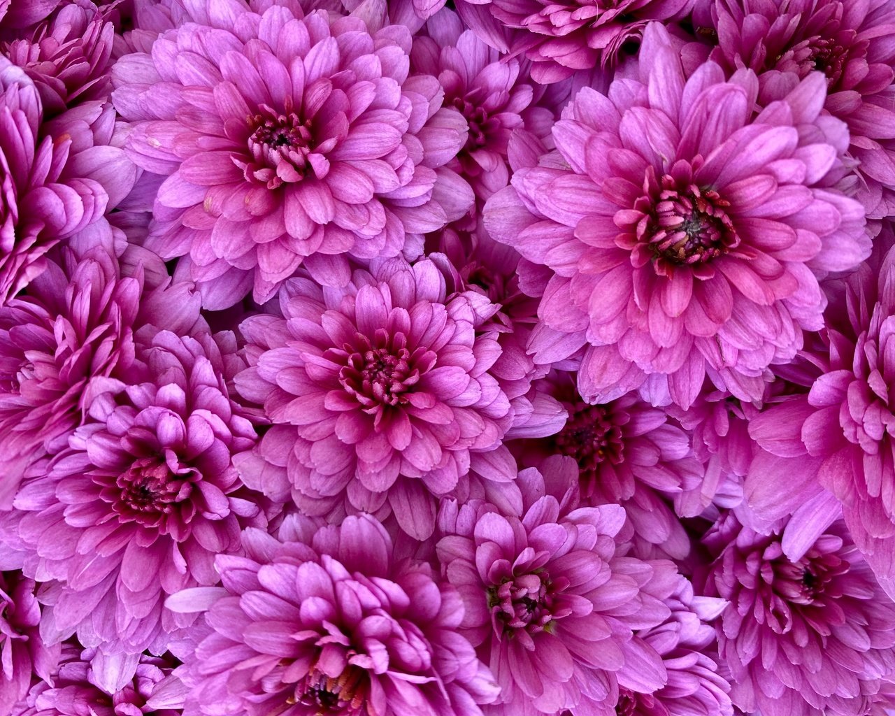 Обои цветы, розовые, много, хризантемы, flowers, pink, a lot, chrysanthemum разрешение 2880x2160 Загрузить