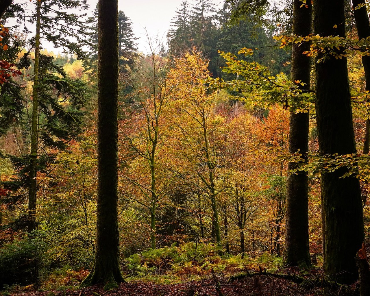 Обои деревья, лес, листва, осень, trees, forest, foliage, autumn разрешение 3840x2160 Загрузить