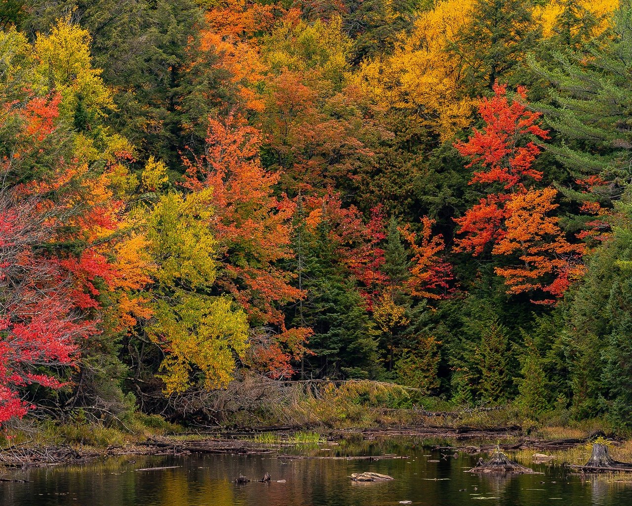 Обои деревья, лес, парк, осень, пруд, канада, онтарио, algonquin, algonquin park, trees, forest, park, autumn, pond, canada, ontario разрешение 2048x1365 Загрузить