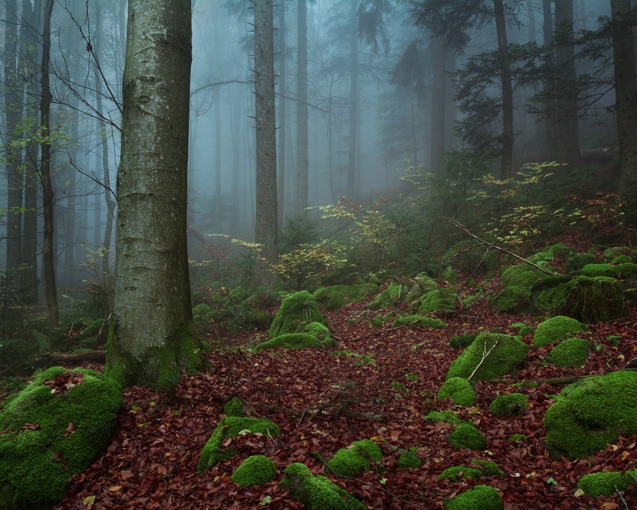 Обои деревья, природа, камни, лес, туман, trees, nature, stones, forest, fog разрешение 2048x1365 Загрузить