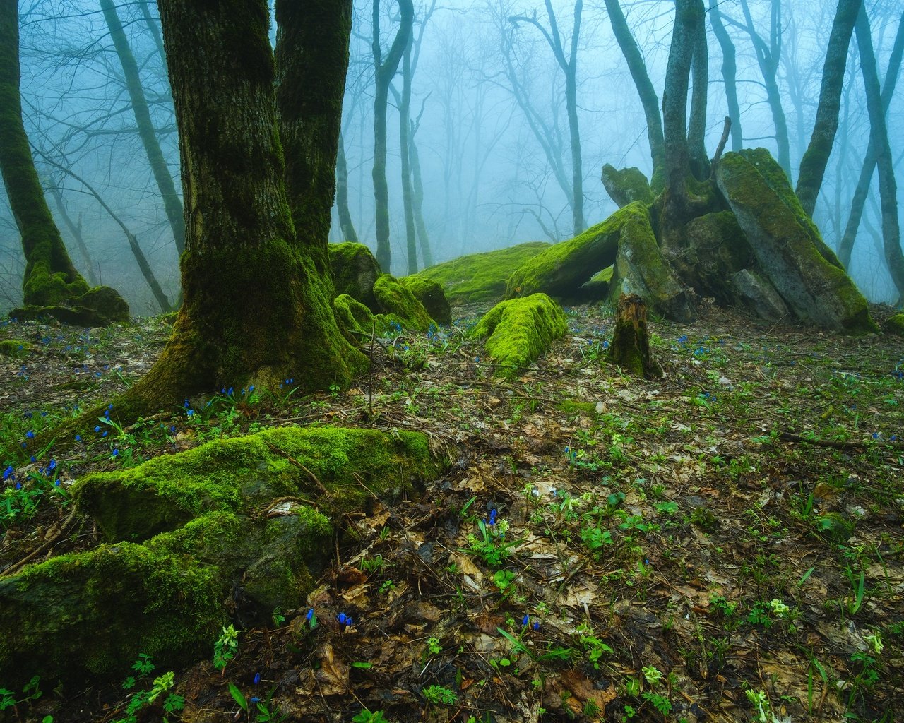 Обои деревья, природа, лес, туман, россия, trees, nature, forest, fog, russia разрешение 2475x1650 Загрузить