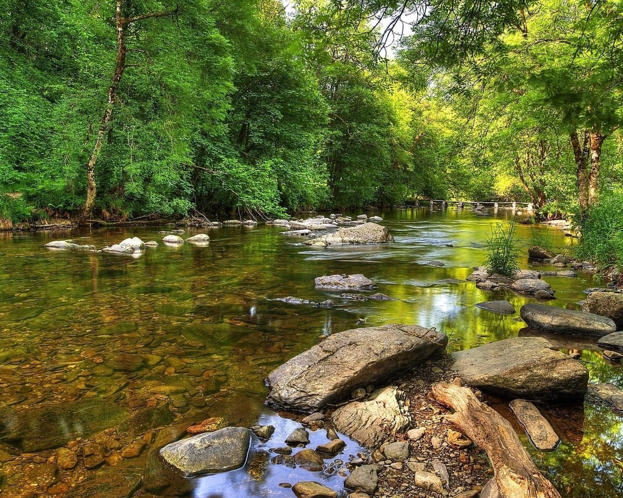 Обои деревья, река, природа, лес, trees, river, nature, forest разрешение 1920x1080 Загрузить