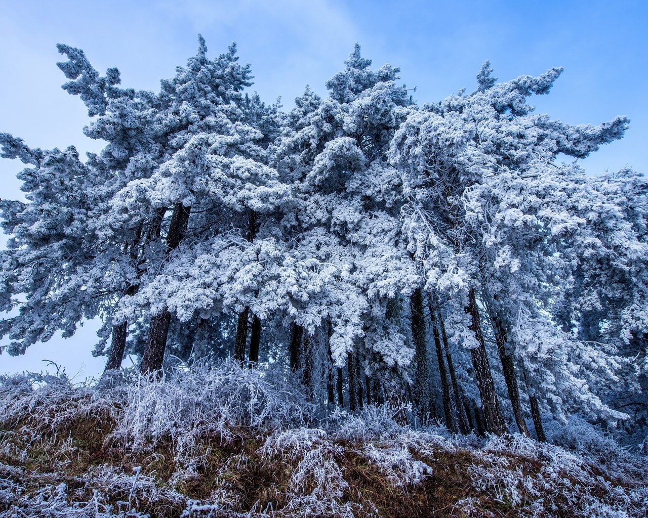 Обои деревья, снег, осень, trees, snow, autumn разрешение 3840x2160 Загрузить