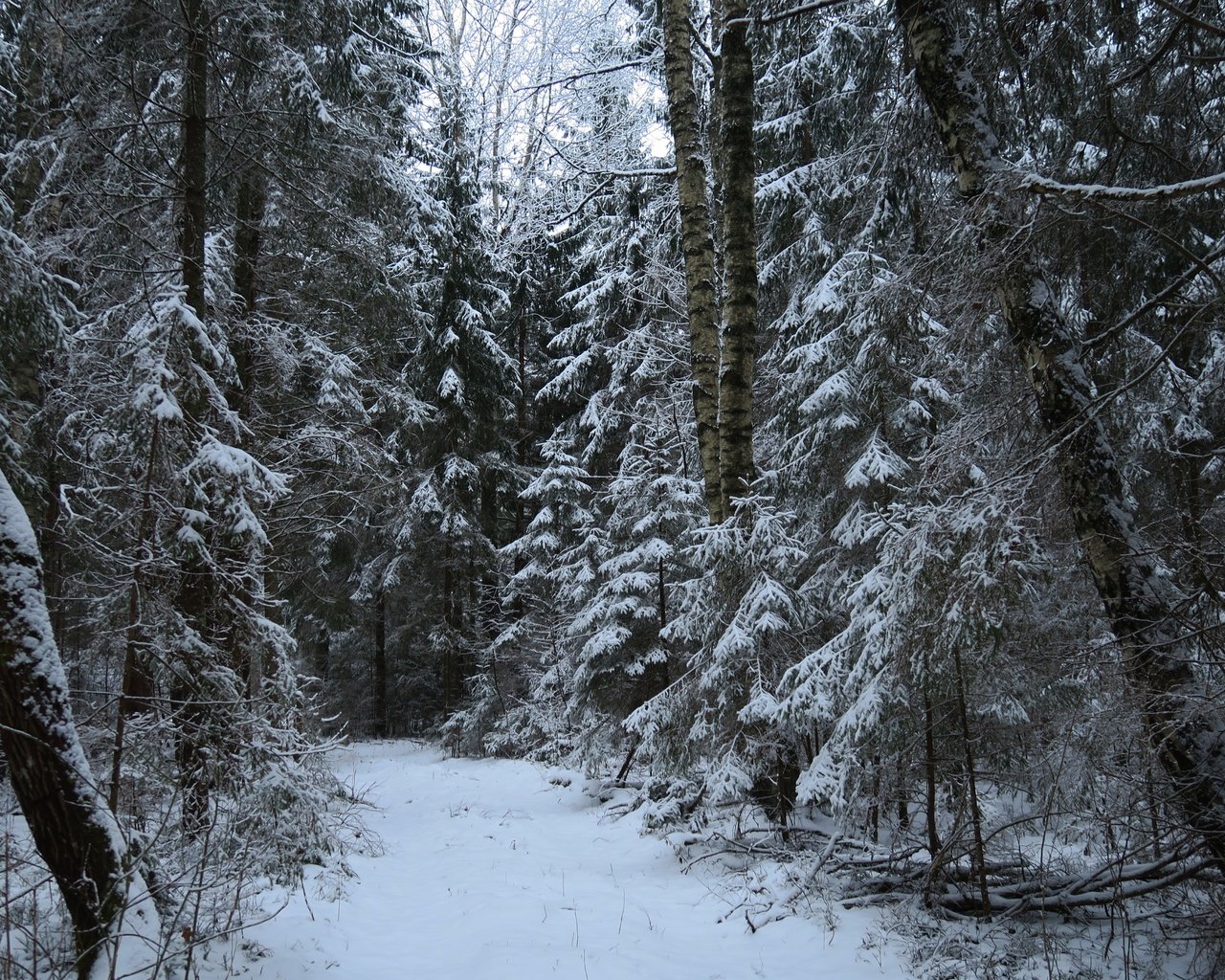 Обои деревья, снег, природа, лес, зима, тропа, trees, snow, nature, forest, winter, trail разрешение 5472x3648 Загрузить