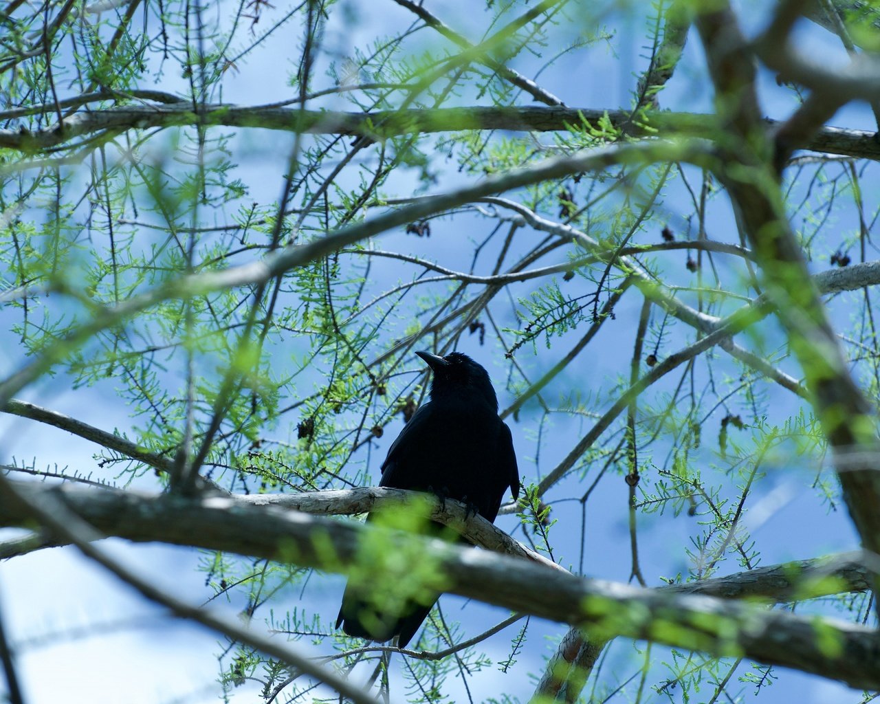 Обои дерево, хвоя, ветки, птица, ворон, шишки, ворона, боке, tree, needles, branches, bird, raven, bumps, crow, bokeh разрешение 3840x2550 Загрузить