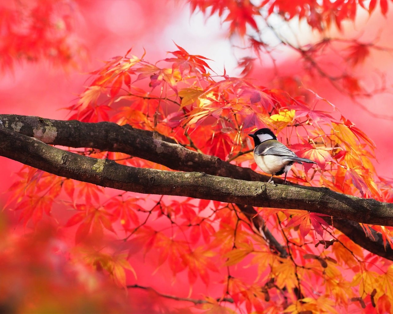 Обои дерево, листья, ветки, птица, клен, синица, осенние листья, tree, leaves, branches, bird, maple, tit, autumn leaves разрешение 2000x1333 Загрузить