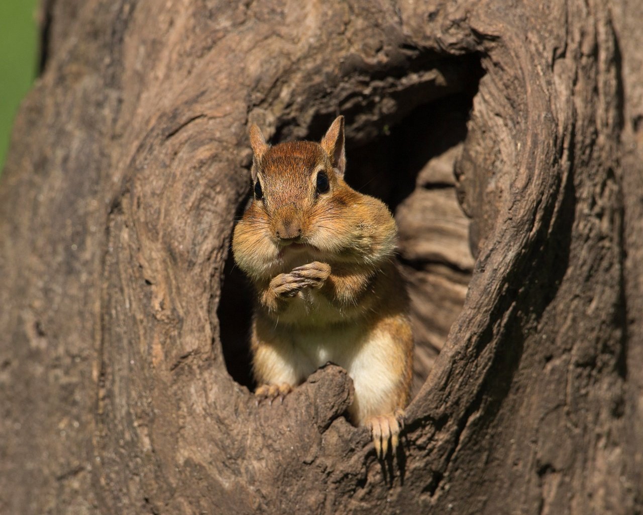 Обои дерево, мордашка, ствол, кора, бурундук, дупло, трапеза, tree, face, trunk, bark, chipmunk, the hollow, meal разрешение 3072x2104 Загрузить