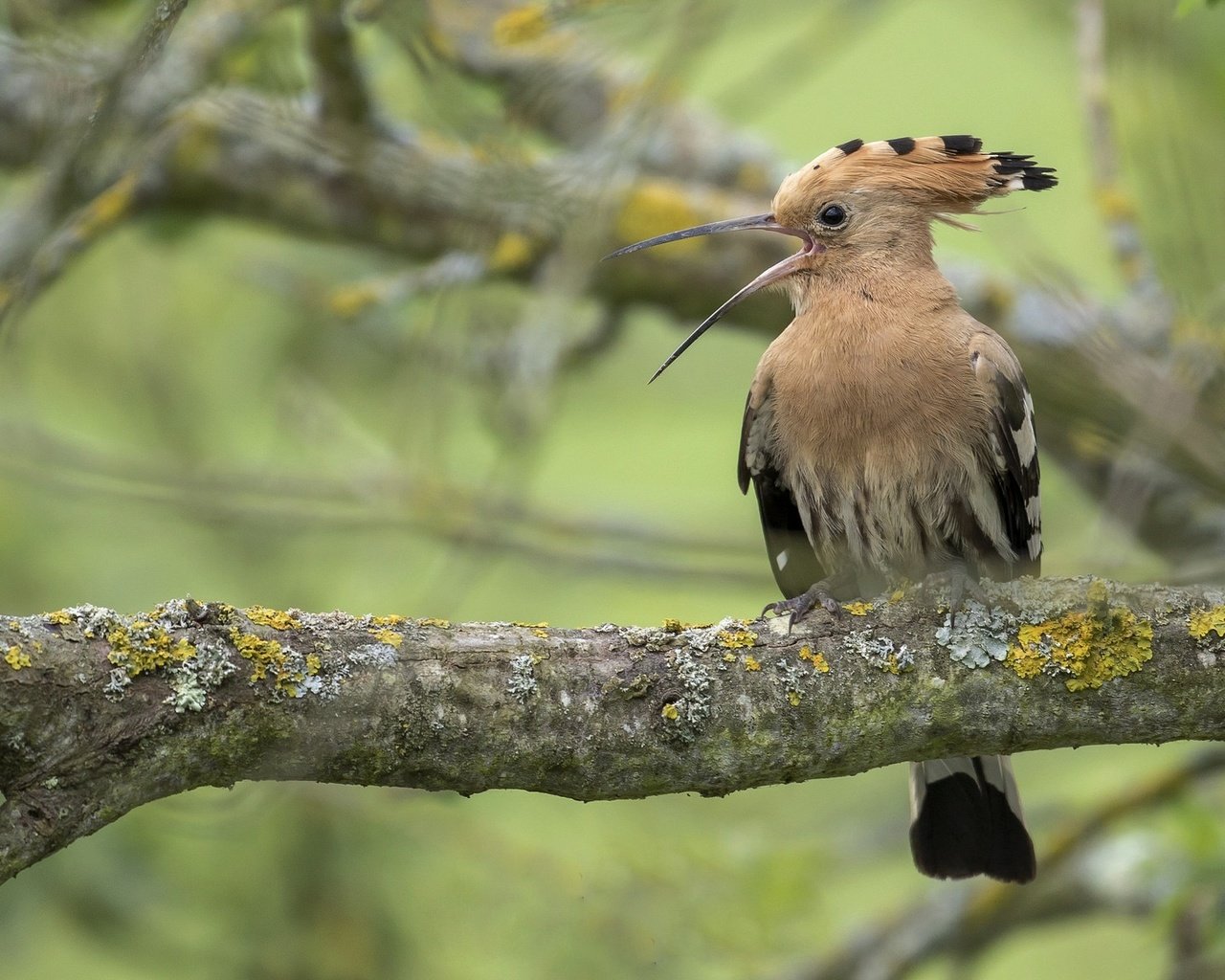 Обои дерево, птица, удод, tree, bird, hoopoe разрешение 2048x1152 Загрузить