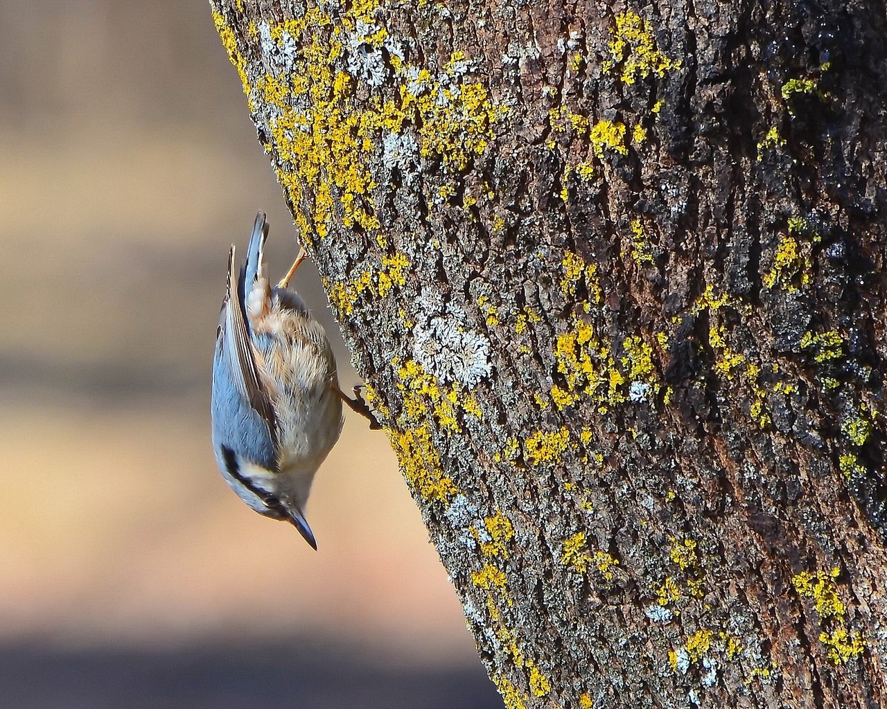 Обои дерево, птица, весна, поползень-крошка, tree, bird, spring, nuthatch-baby разрешение 2339x1563 Загрузить