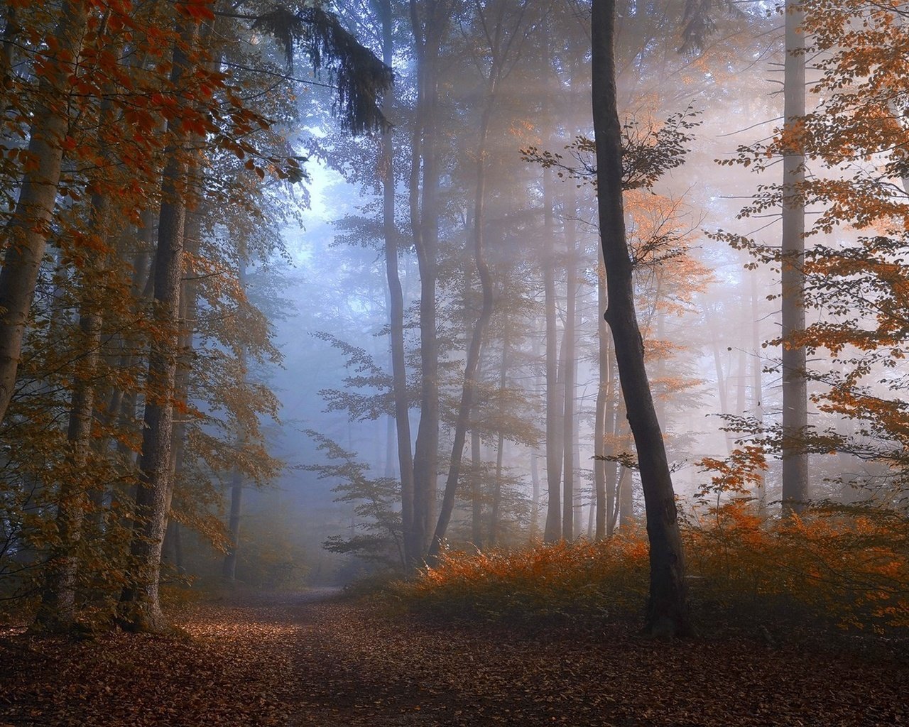 Обои дорога, деревья, лес, туман, осень, road, trees, forest, fog, autumn разрешение 1920x1080 Загрузить