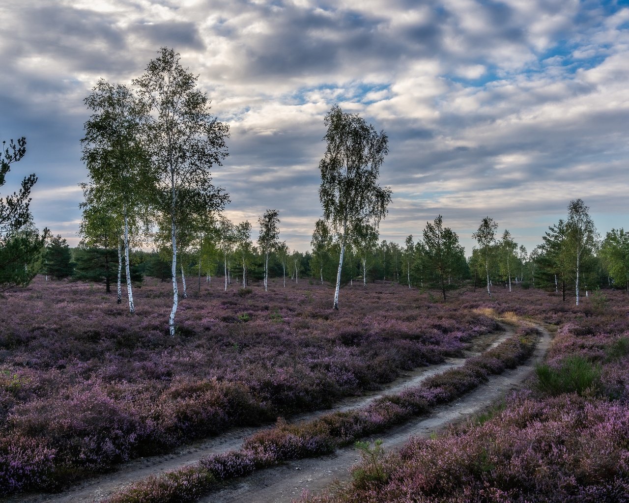 Обои дорога, природа, березы, road, nature, birch разрешение 3840x2160 Загрузить