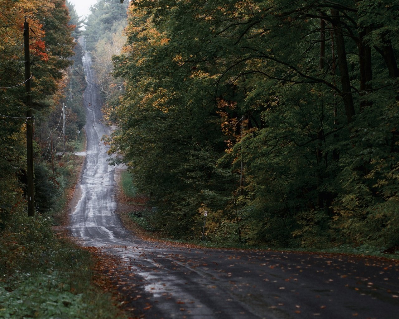 Обои лес, осень, forest, autumn разрешение 3840x2160 Загрузить