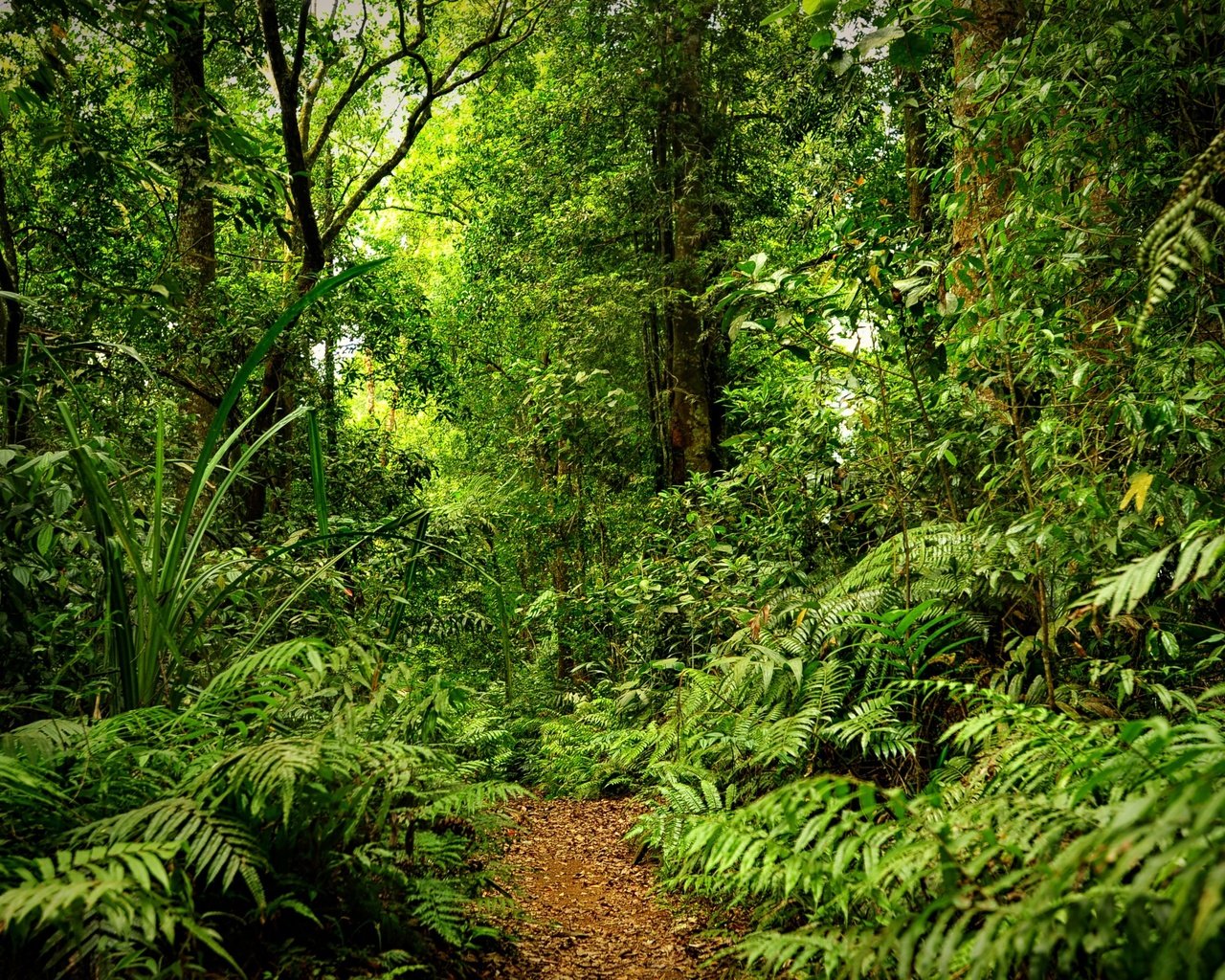 Обои лес, тропинка, дождь, forest, path, rain разрешение 2880x1800 Загрузить