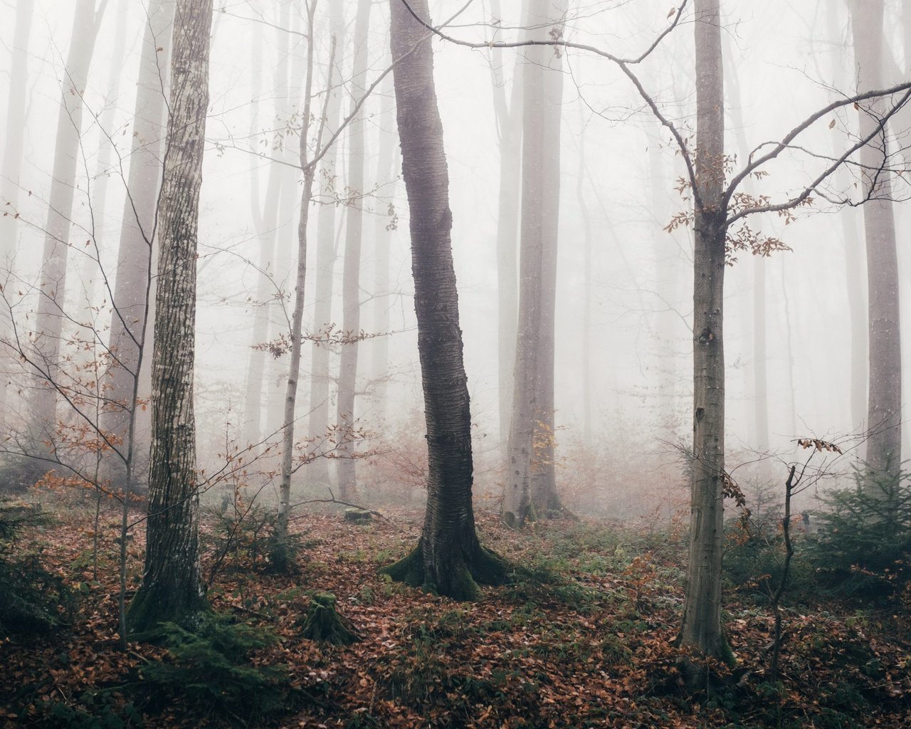 Обои лес, туман, осень, forest, fog, autumn разрешение 3840x2160 Загрузить