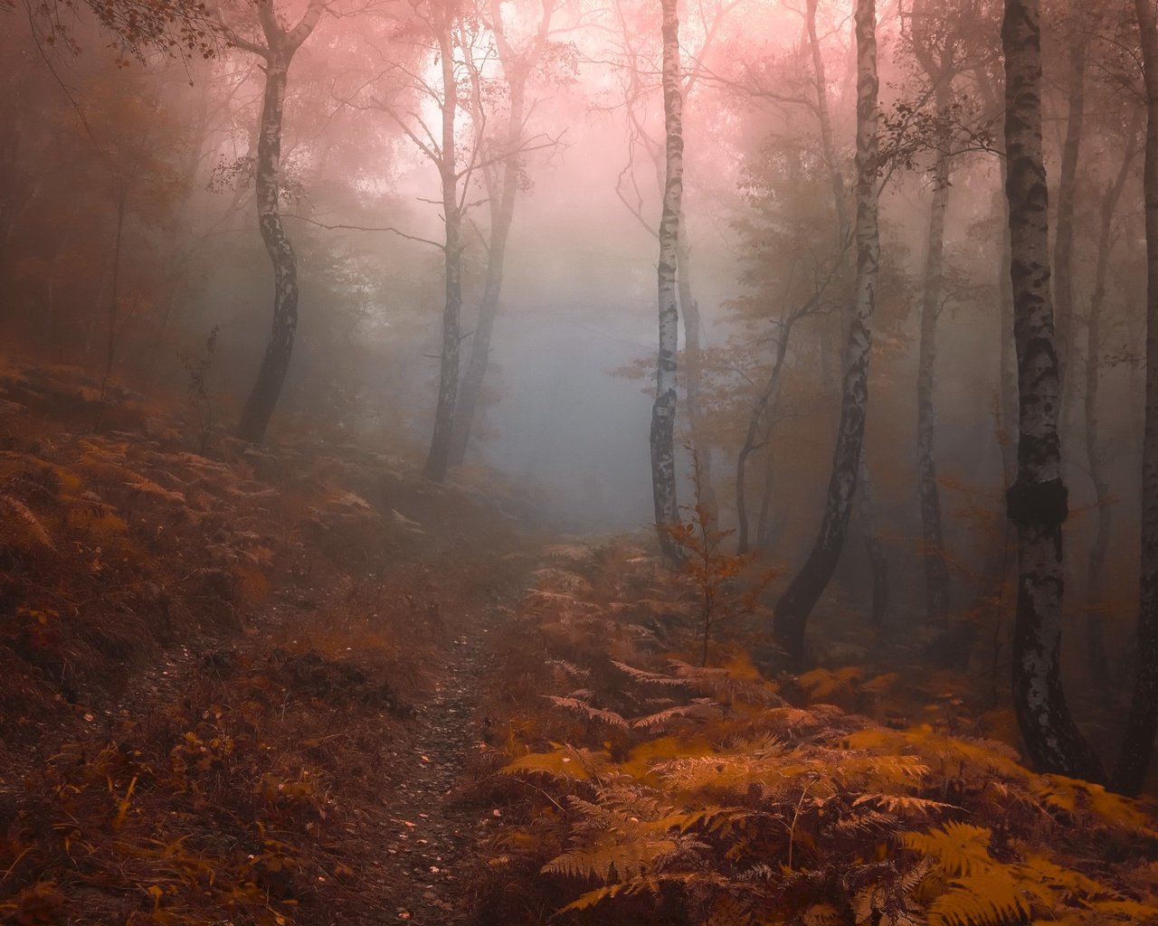 Обои лес, туман, forest, fog разрешение 3554x2267 Загрузить