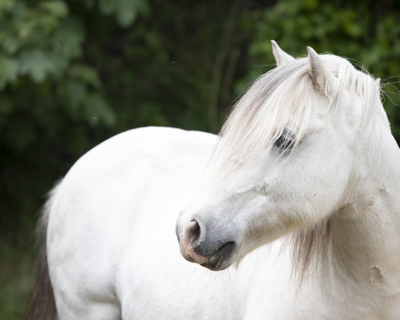 Обои лошадь, взгляд, конь, белая, horse, look, white разрешение 6000x4000 Загрузить