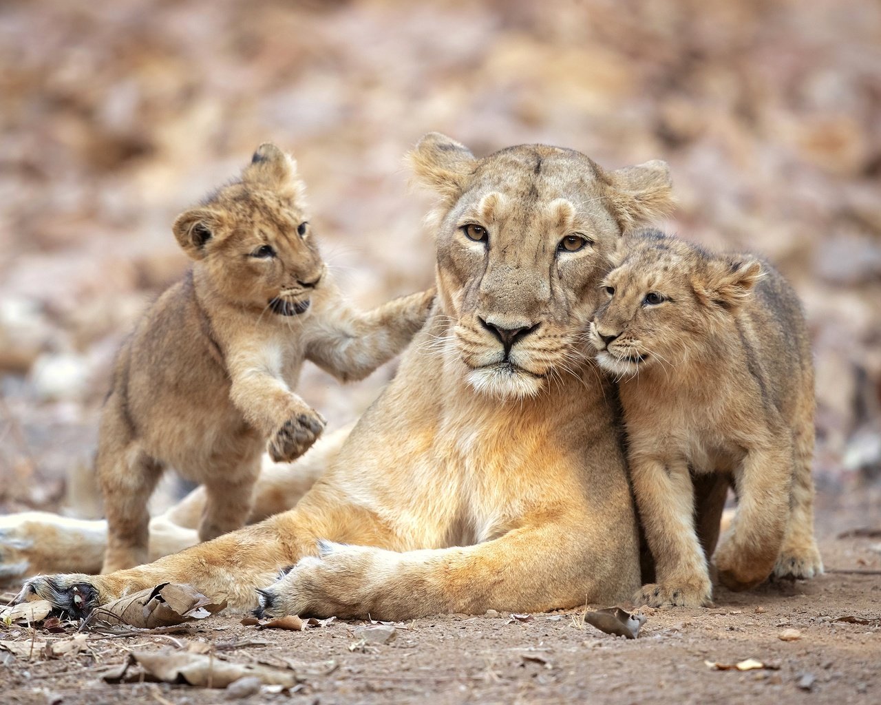 Обои львята, львица, прайд, the cubs, lioness, pride разрешение 2500x1667 Загрузить