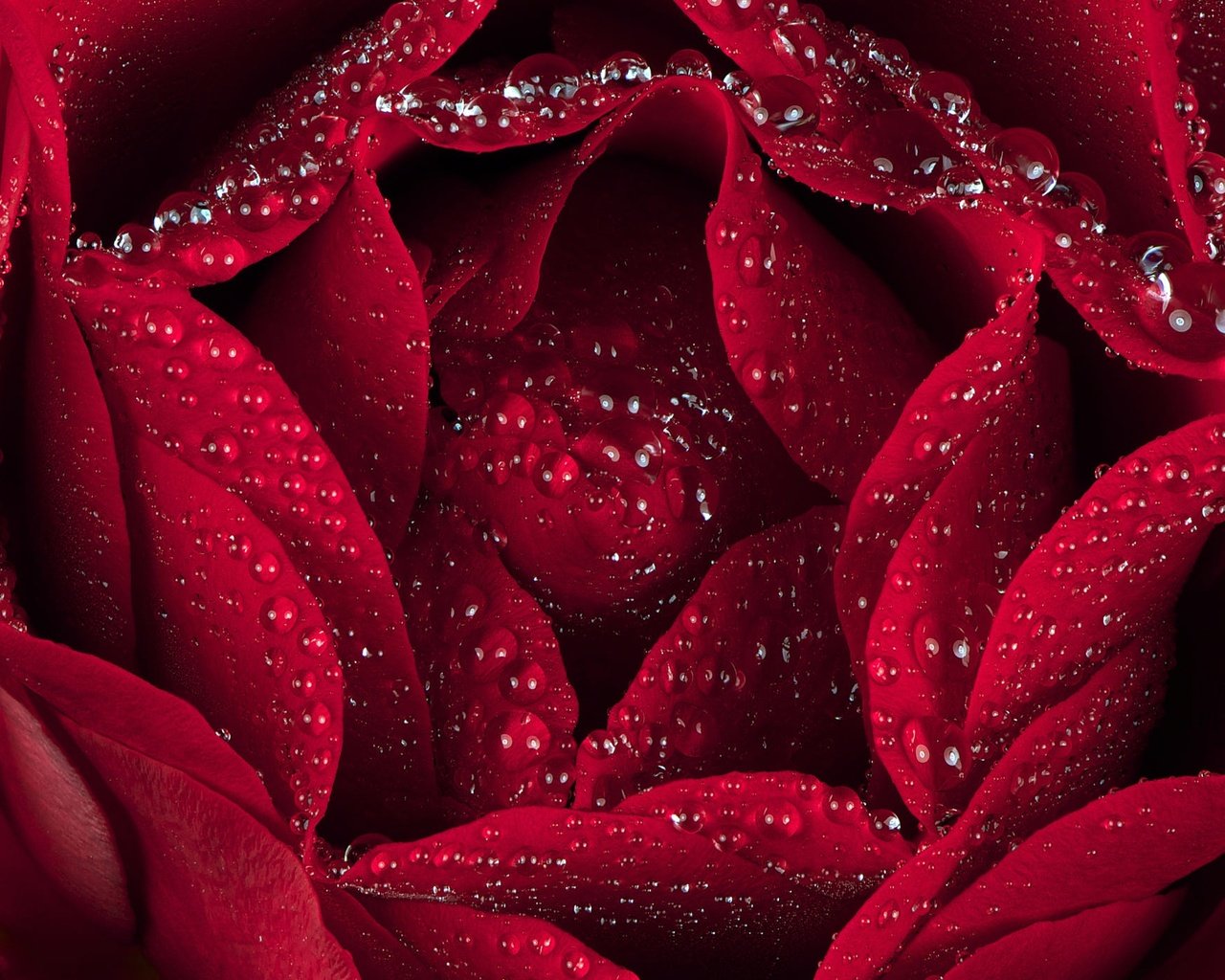 Обои макро, капли, роза, лепестки, macro, drops, rose, petals разрешение 2000x1393 Загрузить