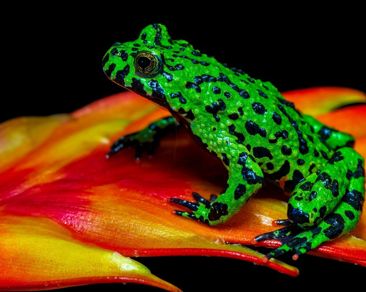 Обои макро, лягушка, черный фон, растение, зеленая, пятнистая, macro, frog, black background, plant, green, spotted разрешение 3840x2556 Загрузить