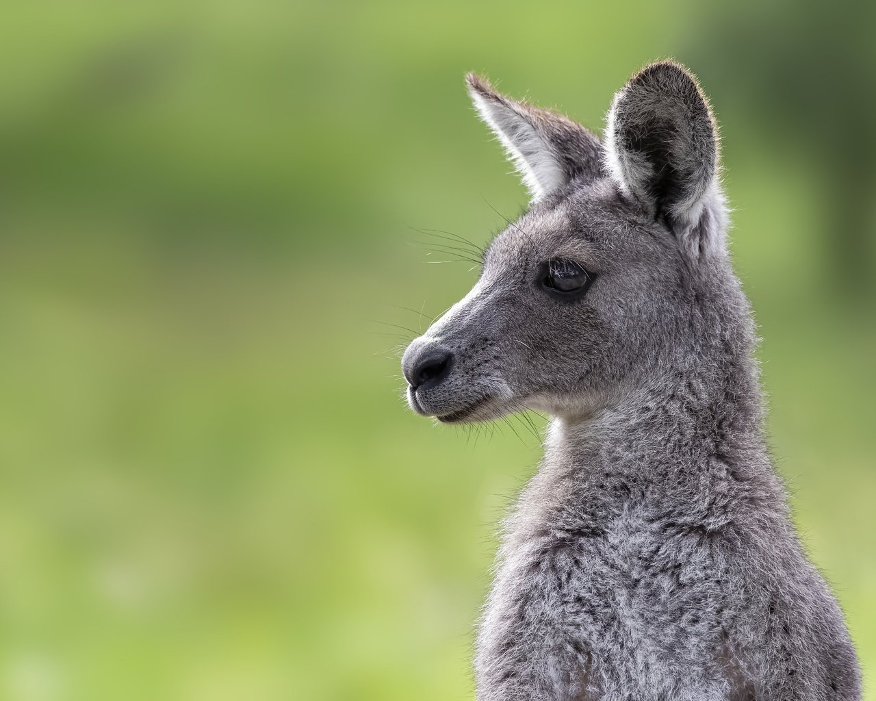 Обои морда, фон, портрет, кенгуру, детеныш, face, background, portrait, kangaroo, cub разрешение 4869x3246 Загрузить