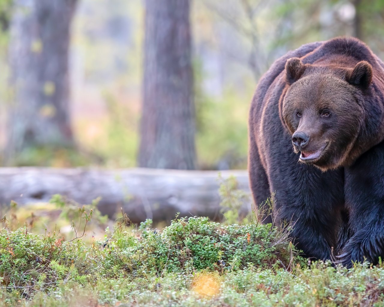Обои морда, лес, поза, взгляд, медведь, прогулка, бревно, face, forest, pose, look, bear, walk, log разрешение 5568x3712 Загрузить
