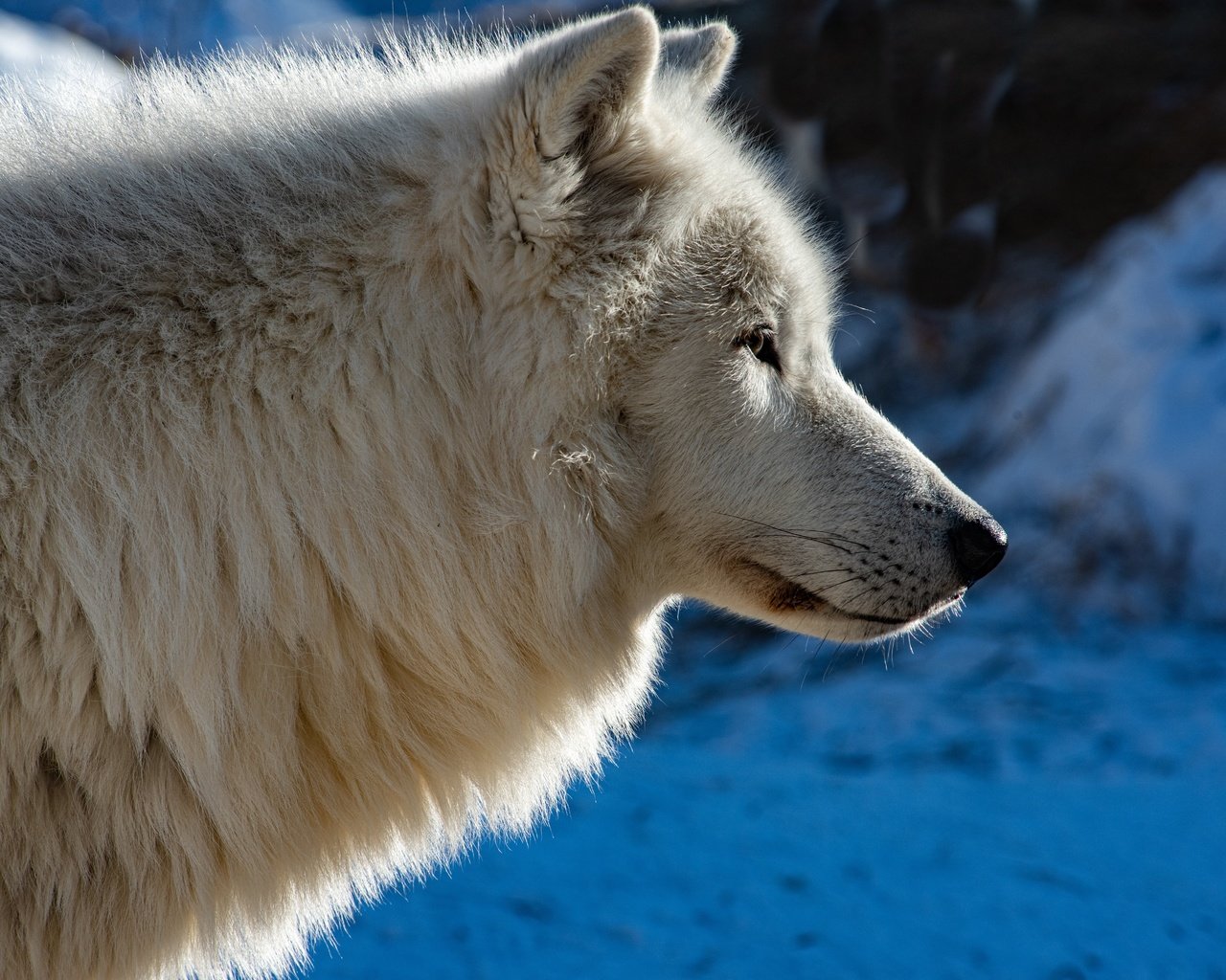 Обои морда, профиль, волк, face, profile, wolf разрешение 6143x4100 Загрузить