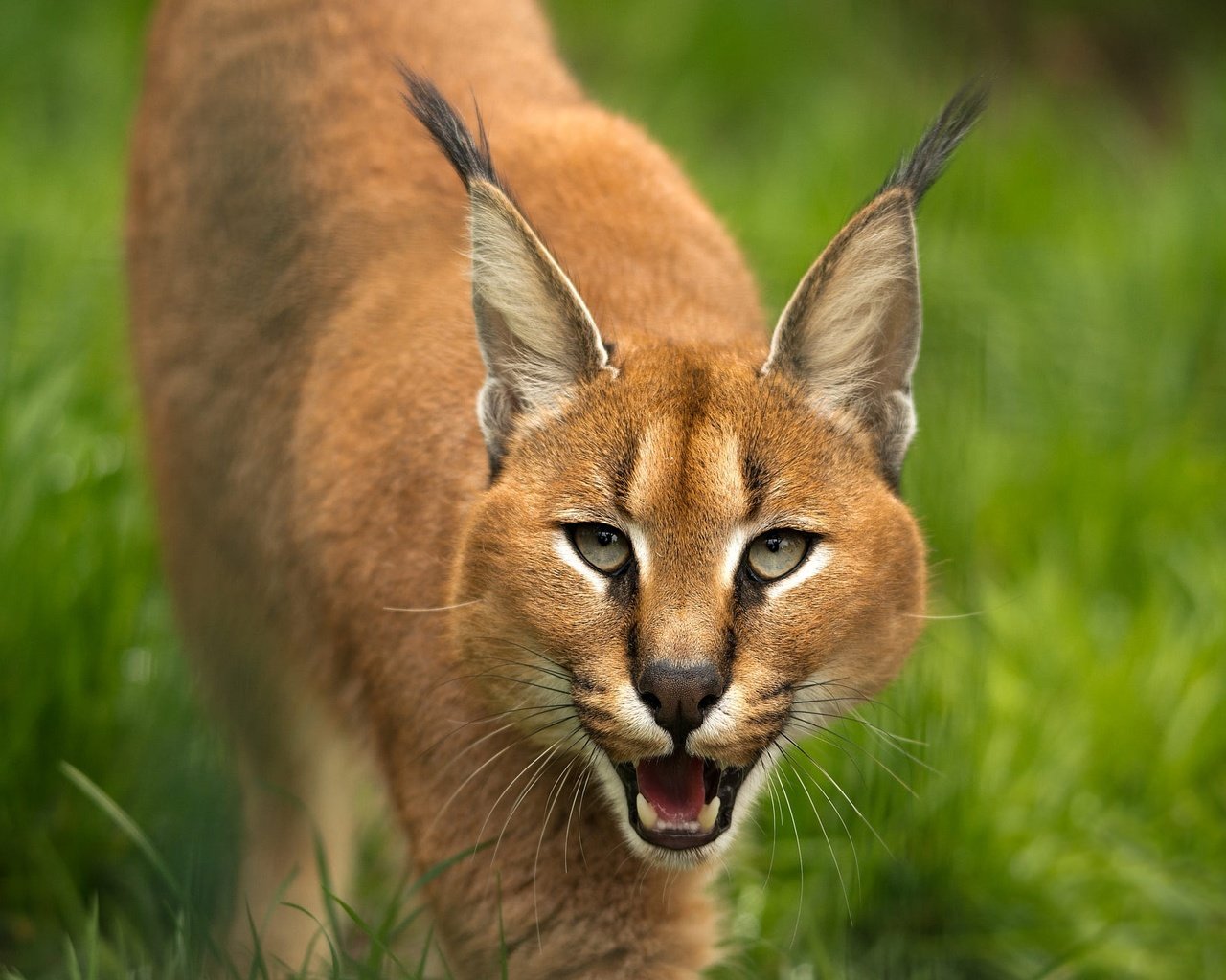 Обои морда, трава, рысь, взгляд, язык, пасть, каракал, крадётся, face, grass, lynx, look, language, mouth, caracal, sneaks разрешение 2000x1335 Загрузить